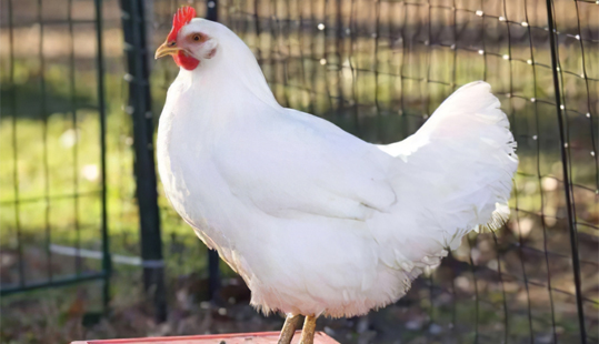 “平衡日糧”中的營養(yǎng)性平衡包括哪些？