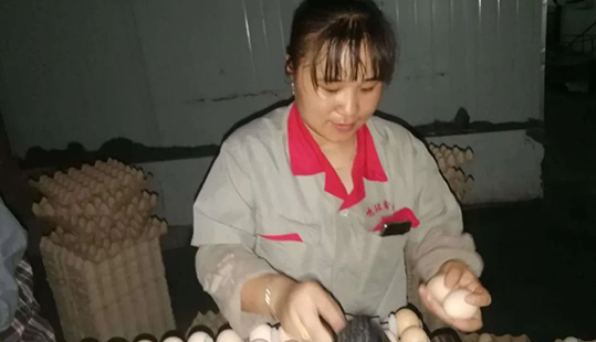 鳴環人 鳴環事——鳴環農牧孵化廠照蛋班長張莉