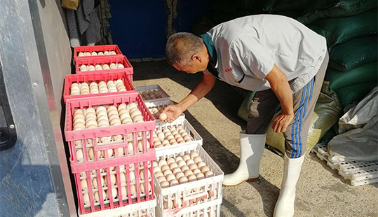 鳴環(huán)人鳴環(huán)事——鳴環(huán)農(nóng)牧第七種雞場(chǎng)飼養(yǎng)員姜文明