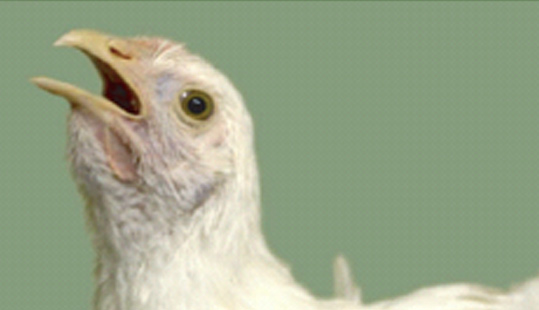 技術 | 如何診斷肉雞傳染性喉氣管炎？